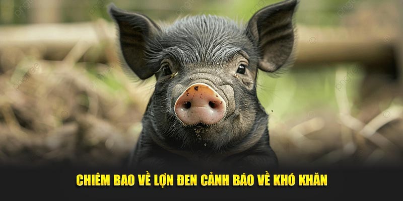 Chiêm bao về lợn đen cảnh báo về khó khăn