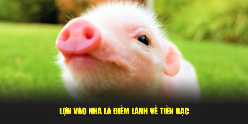 Lợn vào nhà là điềm lành về tiền bạc