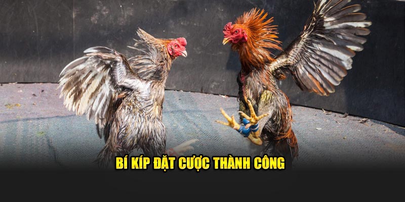 Bí kíp đặt cược thành công