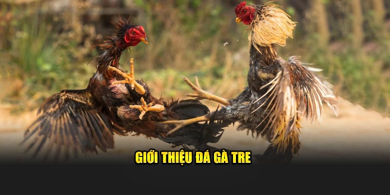 Giới thiệu đá gà tre