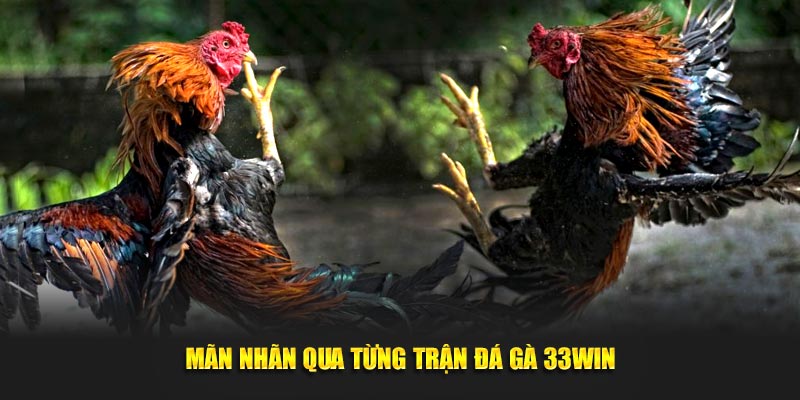 Mãn nhãn qua từng trận đá gà 33Win