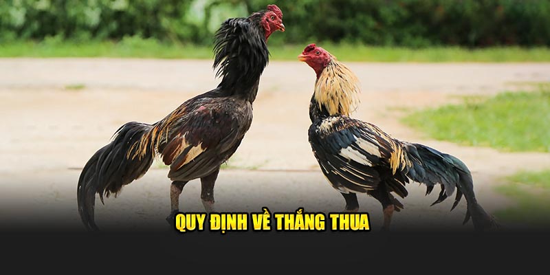 Quy định về thắng thua